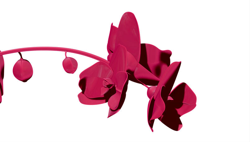 Orchid