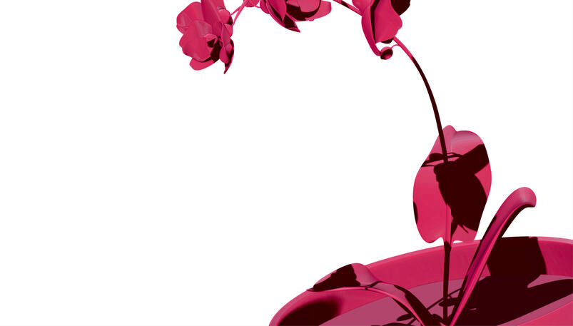 Orchid