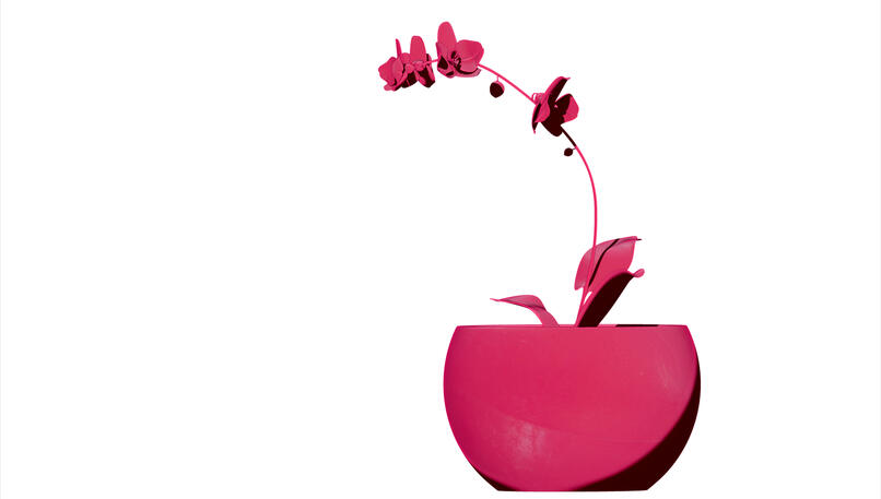 Orchid